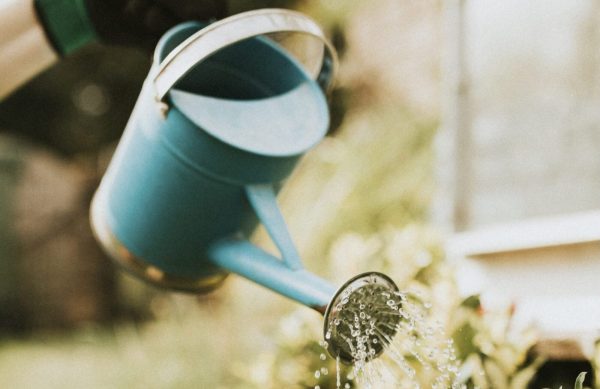 Woman gardener watering plant in garden